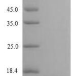 SDS-PAGE separation of QP9044 followed by commassie total protein stain results in a primary band consistent with reported data for CD3e / CD3 epsilon. These data demonstrate Greater than 90% as determined by SDS-PAGE.