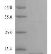 SDS-PAGE separation of QP9044 followed by commassie total protein stain results in a primary band consistent with reported data for CD3e / CD3 epsilon. These data demonstrate Greater than 90% as determined by SDS-PAGE.