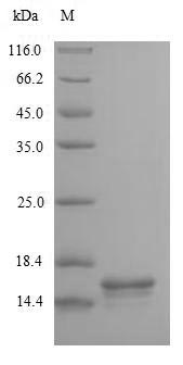 SDS-PAGE separation of QP9044 followed by commassie total protein stain results in a primary band consistent with reported data for CD3e / CD3 epsilon. These data demonstrate Greater than 90% as determined by SDS-PAGE.