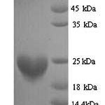 SDS-PAGE separation of QP9060 followed by commassie total protein stain results in a primary band consistent with reported data for Histone H3-like centromeric protein A. These data demonstrate Greater than 90% as determined by SDS-PAGE.