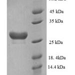 SDS-PAGE separation of QP9067 followed by commassie total protein stain results in a primary band consistent with reported data for Muscarinic acetylcholine receptor M3. These data demonstrate Greater than 90% as determined by SDS-PAGE.