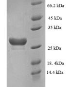 SDS-PAGE separation of QP9067 followed by commassie total protein stain results in a primary band consistent with reported data for Muscarinic acetylcholine receptor M3. These data demonstrate Greater than 90% as determined by SDS-PAGE.