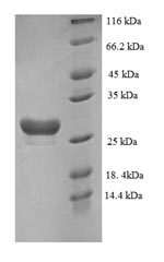 SDS-PAGE separation of QP9067 followed by commassie total protein stain results in a primary band consistent with reported data for Muscarinic acetylcholine receptor M3. These data demonstrate Greater than 90% as determined by SDS-PAGE.