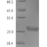 SDS-PAGE separation of QP9069 followed by commassie total protein stain results in a primary band consistent with reported data for Acetylcholine receptor subunit gamma. These data demonstrate Greater than 90% as determined by SDS-PAGE.