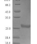 SDS-PAGE separation of QP9069 followed by commassie total protein stain results in a primary band consistent with reported data for Acetylcholine receptor subunit gamma. These data demonstrate Greater than 90% as determined by SDS-PAGE.