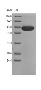 SDS-PAGE separation of QP9074 followed by commassie total protein stain results in a primary band consistent with reported data for Collagen alpha-1(XI) chain. These data demonstrate Greater than 90% as determined by SDS-PAGE.