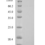 SDS-PAGE separation of QP9080 followed by commassie total protein stain results in a primary band consistent with reported data for Corticotropin-releasing factor receptor 1. These data demonstrate Greater than 90% as determined by SDS-PAGE.