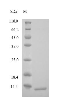 SDS-PAGE separation of QP9080 followed by commassie total protein stain results in a primary band consistent with reported data for Corticotropin-releasing factor receptor 1. These data demonstrate Greater than 90% as determined by SDS-PAGE.