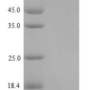 SDS-PAGE separation of QP9081 followed by commassie total protein stain results in a primary band consistent with reported data for M-CSF / CSF-1. These data demonstrate Greater than 90% as determined by SDS-PAGE.