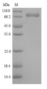 SDS-PAGE separation of QP9081 followed by commassie total protein stain results in a primary band consistent with reported data for M-CSF / CSF-1. These data demonstrate Greater than 90% as determined by SDS-PAGE.