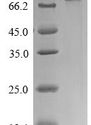 SDS-PAGE separation of QP9088 followed by commassie total protein stain results in a primary band consistent with reported data for CTP synthase 1. These data demonstrate Greater than 90% as determined by SDS-PAGE.