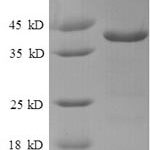 SDS-PAGE separation of QP909 followed by commassie total protein stain results in a primary band consistent with reported data for ATP6V1F. These data demonstrate Greater than 90% as determined by SDS-PAGE.