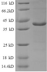 SDS-PAGE separation of QP909 followed by commassie total protein stain results in a primary band consistent with reported data for ATP6V1F. These data demonstrate Greater than 90% as determined by SDS-PAGE.