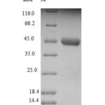 SDS-PAGE separation of QP9091 followed by commassie total protein stain results in a primary band consistent with reported data for C-X-C chemokine receptor type 3. These data demonstrate Greater than 90% as determined by SDS-PAGE.