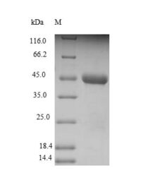 SDS-PAGE separation of QP9091 followed by commassie total protein stain results in a primary band consistent with reported data for C-X-C chemokine receptor type 3. These data demonstrate Greater than 90% as determined by SDS-PAGE.