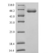 SDS-PAGE separation of QP9092 followed by commassie total protein stain results in a primary band consistent with reported data for Cytochrome P450 1A1. These data demonstrate Greater than 90% as determined by SDS-PAGE.