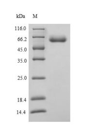 SDS-PAGE separation of QP9092 followed by commassie total protein stain results in a primary band consistent with reported data for Cytochrome P450 1A1. These data demonstrate Greater than 90% as determined by SDS-PAGE.