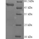 SDS-PAGE separation of QP9094 followed by commassie total protein stain results in a primary band consistent with reported data for Cytochrome P450 2E1. These data demonstrate Greater than 90% as determined by SDS-PAGE.