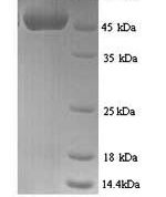 SDS-PAGE separation of QP9095 followed by commassie total protein stain results in a primary band consistent with reported data for Protein CYR61. These data demonstrate Greater than 90% as determined by SDS-PAGE.