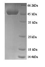 SDS-PAGE separation of QP9095 followed by commassie total protein stain results in a primary band consistent with reported data for Protein CYR61. These data demonstrate Greater than 90% as determined by SDS-PAGE.