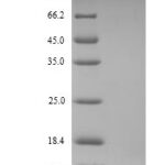 SDS-PAGE separation of QP9099 followed by commassie total protein stain results in a primary band consistent with reported data for Acyl-CoA-binding protein. These data demonstrate Greater than 90% as determined by SDS-PAGE.