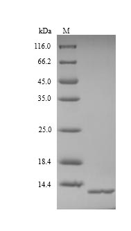 SDS-PAGE separation of QP9099 followed by commassie total protein stain results in a primary band consistent with reported data for Acyl-CoA-binding protein. These data demonstrate Greater than 90% as determined by SDS-PAGE.