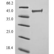 SDS-PAGE separation of QP9126 followed by commassie total protein stain results in a primary band consistent with reported data for Transcriptional regulator ERG. These data demonstrate Greater than 90% as determined by SDS-PAGE.