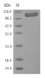 SDS-PAGE separation of QP9132 followed by commassie total protein stain results in a primary band consistent with reported data for Coagulation factor XIII A chain. These data demonstrate Greater than 90% as determined by SDS-PAGE.