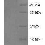 SDS-PAGE separation of QP9143 followed by commassie total protein stain results in a primary band consistent with reported data for Fucose-1-phosphate guanylyltransferase. These data demonstrate Greater than 90% as determined by SDS-PAGE.