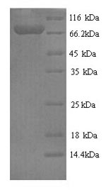 SDS-PAGE separation of QP9143 followed by commassie total protein stain results in a primary band consistent with reported data for Fucose-1-phosphate guanylyltransferase. These data demonstrate Greater than 90% as determined by SDS-PAGE.