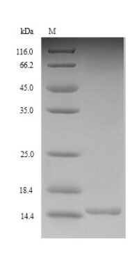 SDS-PAGE separation of QP9155 followed by commassie total protein stain results in a primary band consistent with reported data for GLP-1R / GLP1R. These data demonstrate Greater than 90% as determined by SDS-PAGE.