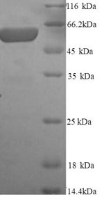 SDS-PAGE separation of QP9158 followed by commassie total protein stain results in a primary band consistent with reported data for Glypican-3. These data demonstrate Greater than 90% as determined by SDS-PAGE.