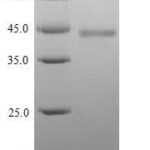 SDS-PAGE separation of QP9171 followed by commassie total protein stain results in a primary band consistent with reported data for HAPLN1. These data demonstrate Greater than 90% as determined by SDS-PAGE.