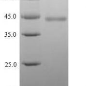 SDS-PAGE separation of QP9171 followed by commassie total protein stain results in a primary band consistent with reported data for HAPLN1. These data demonstrate Greater than 90% as determined by SDS-PAGE.