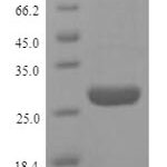 SDS-PAGE separation of QP9179 followed by commassie total protein stain results in a primary band consistent with reported data for HMGB1 / HMG1. These data demonstrate Greater than 90% as determined by SDS-PAGE.