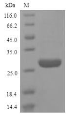 SDS-PAGE separation of QP9179 followed by commassie total protein stain results in a primary band consistent with reported data for HMGB1 / HMG1. These data demonstrate Greater than 90% as determined by SDS-PAGE.