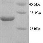 SDS-PAGE separation of QP9182 followed by commassie total protein stain results in a primary band consistent with reported data for HNRNPL. These data demonstrate Greater than 90% as determined by SDS-PAGE.