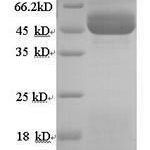 SDS-PAGE separation of QP9185 followed by commassie total protein stain results in a primary band consistent with reported data for HSD11B2. These data demonstrate Greater than 90% as determined by SDS-PAGE.