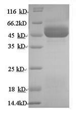SDS-PAGE separation of QP9185 followed by commassie total protein stain results in a primary band consistent with reported data for HSD11B2. These data demonstrate Greater than 90% as determined by SDS-PAGE.