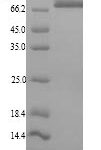 SDS-PAGE separation of QP9188 followed by commassie total protein stain results in a primary band consistent with reported data for 78 kDa glucose-regulated protein. These data demonstrate Greater than 90% as determined by SDS-PAGE.