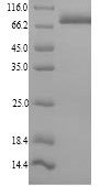 SDS-PAGE separation of QP9188 followed by commassie total protein stain results in a primary band consistent with reported data for 78 kDa glucose-regulated protein. These data demonstrate Greater than 90% as determined by SDS-PAGE.