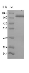 SDS-PAGE separation of QP9188 followed by commassie total protein stain results in a primary band consistent with reported data for 78 kDa glucose-regulated protein. These data demonstrate Greater than 90% as determined by SDS-PAGE.
