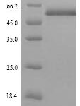 SDS-PAGE separation of QP9190 followed by commassie total protein stain results in a primary band consistent with reported data for Islet cell autoantigen 1. These data demonstrate Greater than 90% as determined by SDS-PAGE.