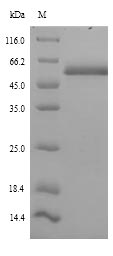 SDS-PAGE separation of QP9190 followed by commassie total protein stain results in a primary band consistent with reported data for Islet cell autoantigen 1. These data demonstrate Greater than 90% as determined by SDS-PAGE.