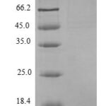 SDS-PAGE separation of QP9195 followed by commassie total protein stain results in a primary band consistent with reported data for Interferon alpha-inducible protein 6. These data demonstrate Greater than 90% as determined by SDS-PAGE.