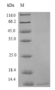 SDS-PAGE separation of QP9195 followed by commassie total protein stain results in a primary band consistent with reported data for Interferon alpha-inducible protein 6. These data demonstrate Greater than 90% as determined by SDS-PAGE.