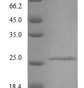SDS-PAGE separation of QP9199 followed by commassie total protein stain results in a primary band consistent with reported data for IFNAR2 / IFNABR. These data demonstrate Greater than 90% as determined by SDS-PAGE.