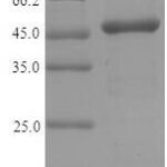 SDS-PAGE separation of QP9220 followed by commassie total protein stain results in a primary band consistent with reported data for Interferon regulatory factor 3. These data demonstrate Greater than 90% as determined by SDS-PAGE.