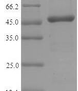 SDS-PAGE separation of QP9220 followed by commassie total protein stain results in a primary band consistent with reported data for Interferon regulatory factor 3. These data demonstrate Greater than 90% as determined by SDS-PAGE.