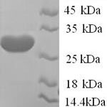 SDS-PAGE separation of QP9228 followed by commassie total protein stain results in a primary band consistent with reported data for KCND2. These data demonstrate Greater than 90% as determined by SDS-PAGE.